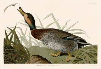 338 Bemaculated Duck